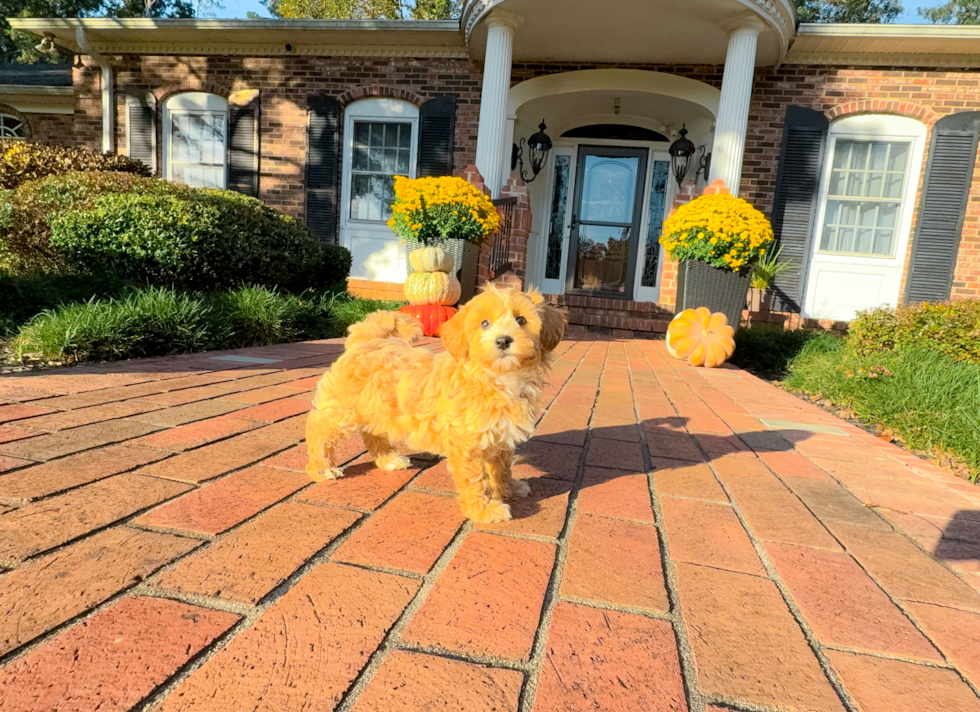 Cute Maltipoo Baby