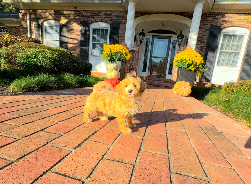 Maltipoo Pup Being Cute