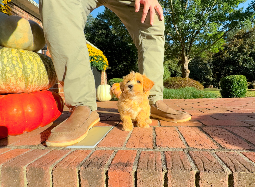 Cute Maltipoo Baby