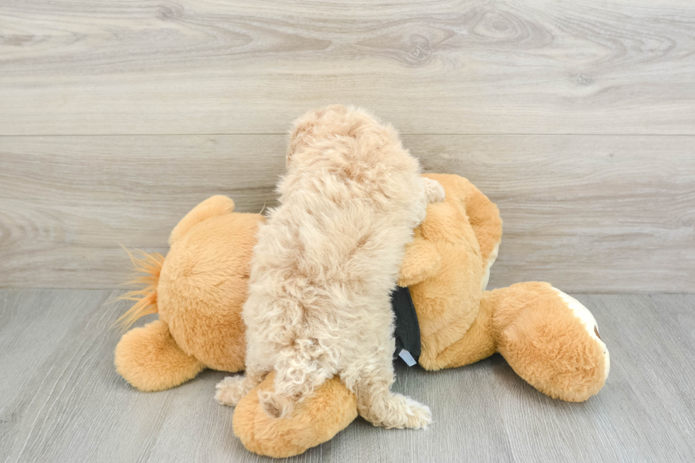 Playful Maltepoo Poodle Mix Puppy