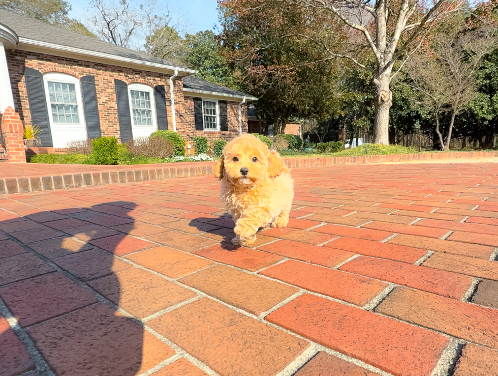 Cute Malt a Poo Poodle Mix Puppy