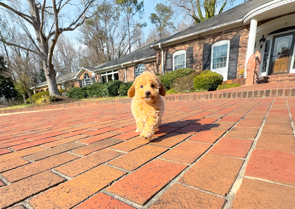 Cute Maltipoo Baby