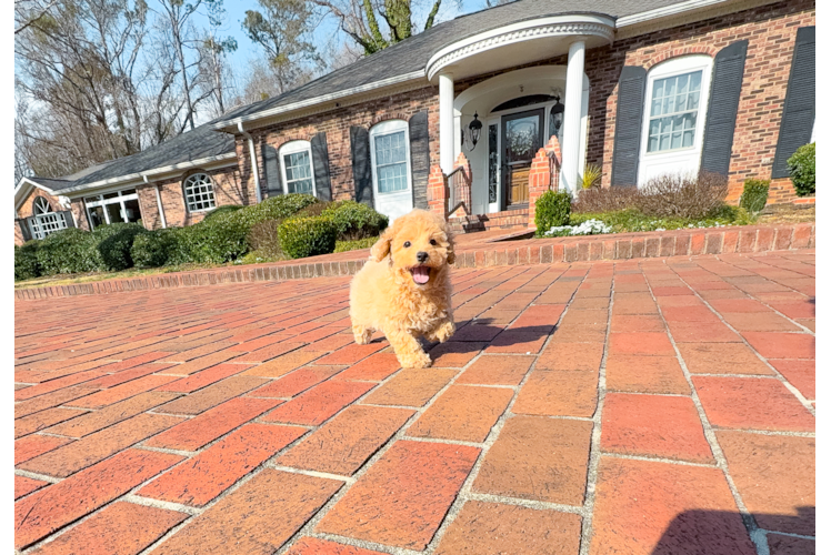 Maltipoo Puppy for Adoption