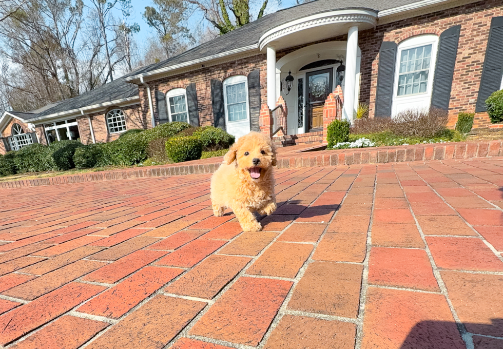 Maltipoo Puppy for Adoption