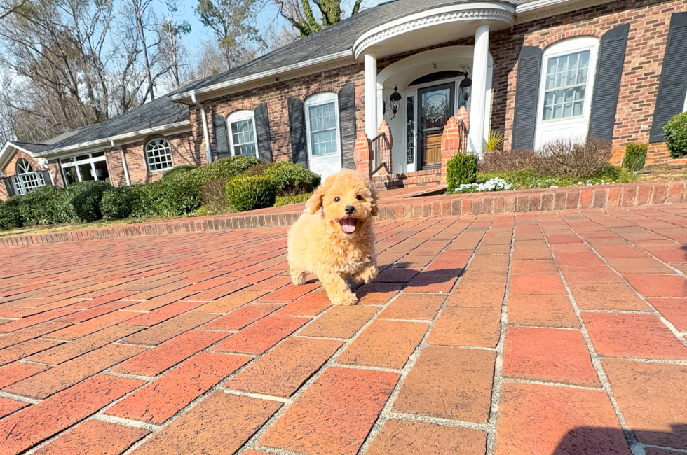 9 week old Maltipoo Puppy For Sale - Simply Southern Pups