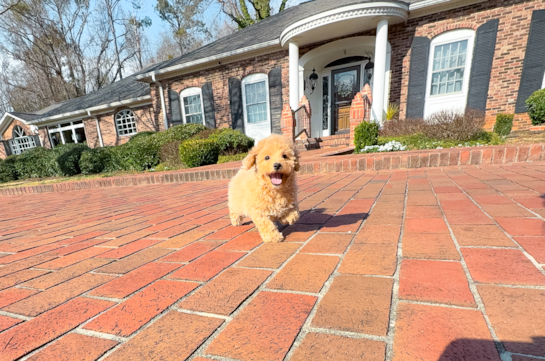 Maltipoo Puppy for Adoption