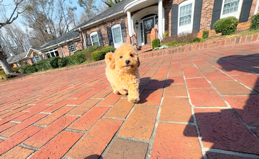 Maltipoo Puppy for Adoption