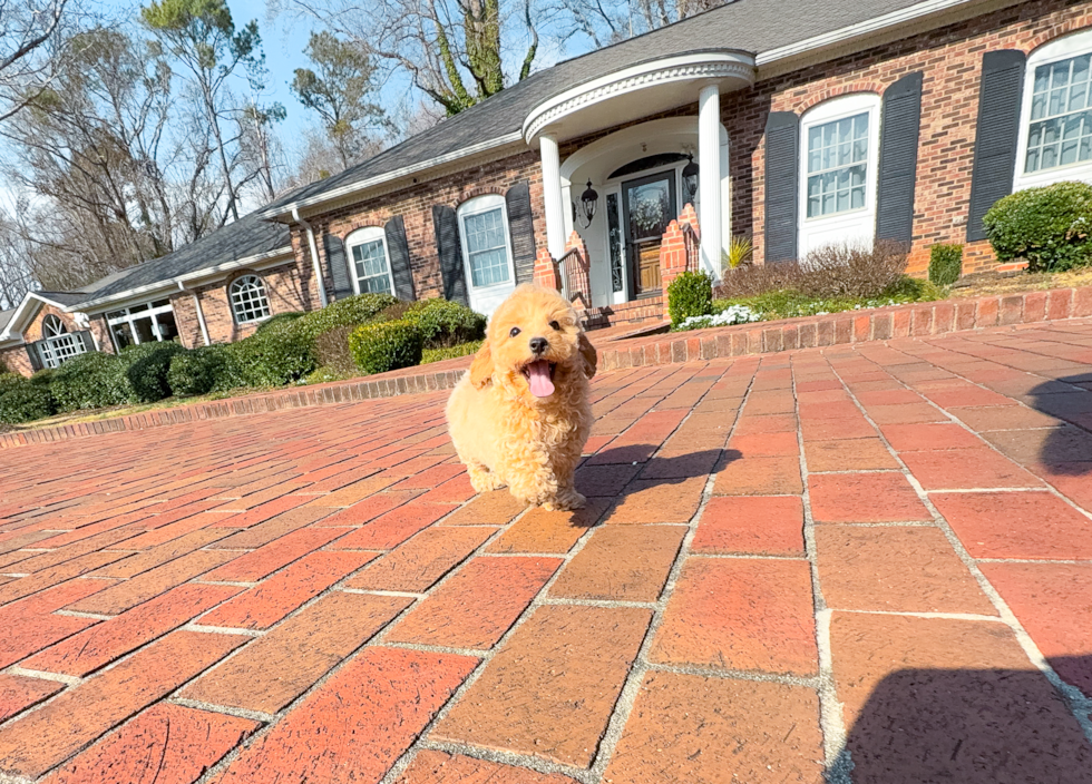 Maltipoo Puppy for Adoption
