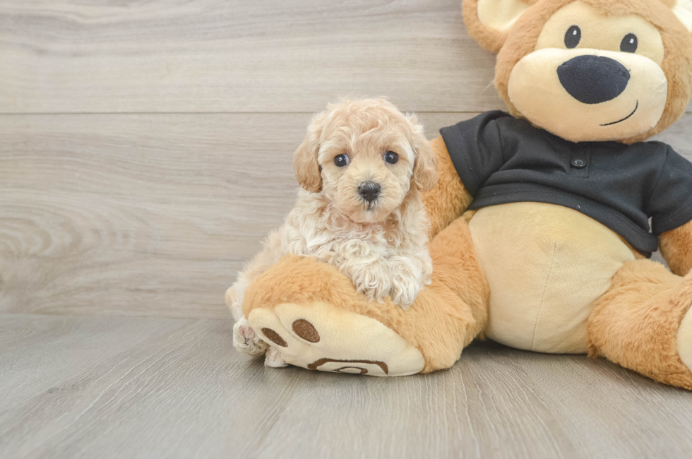 6 week old Maltipoo Puppy For Sale - Simply Southern Pups