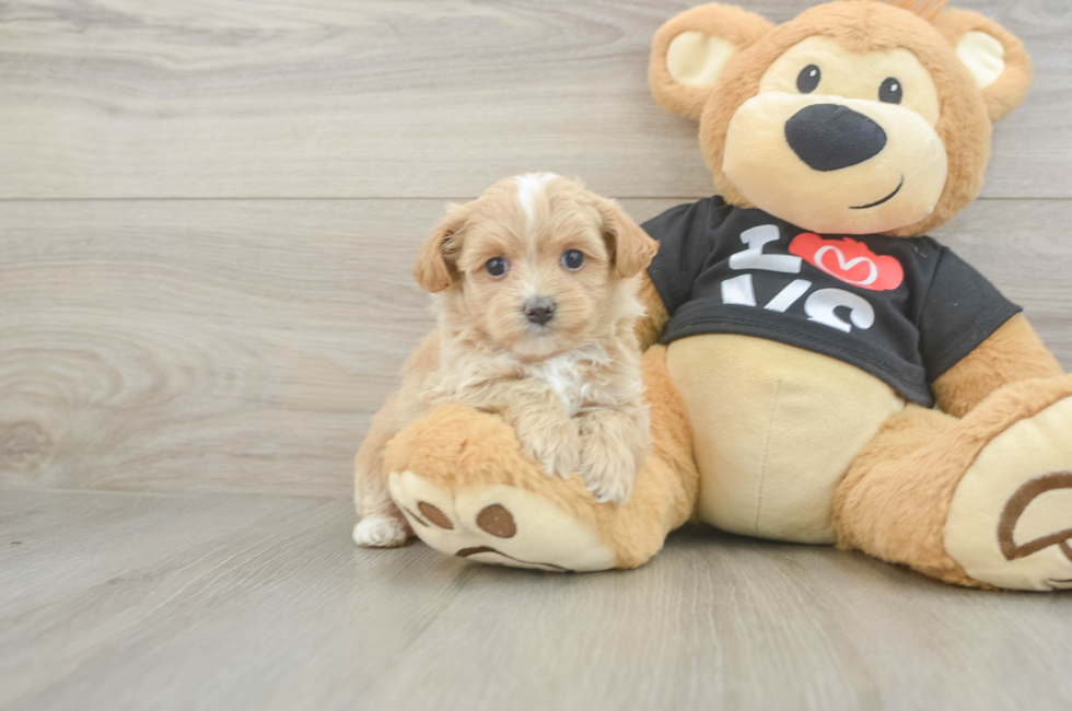 5 week old Maltipoo Puppy For Sale - Simply Southern Pups