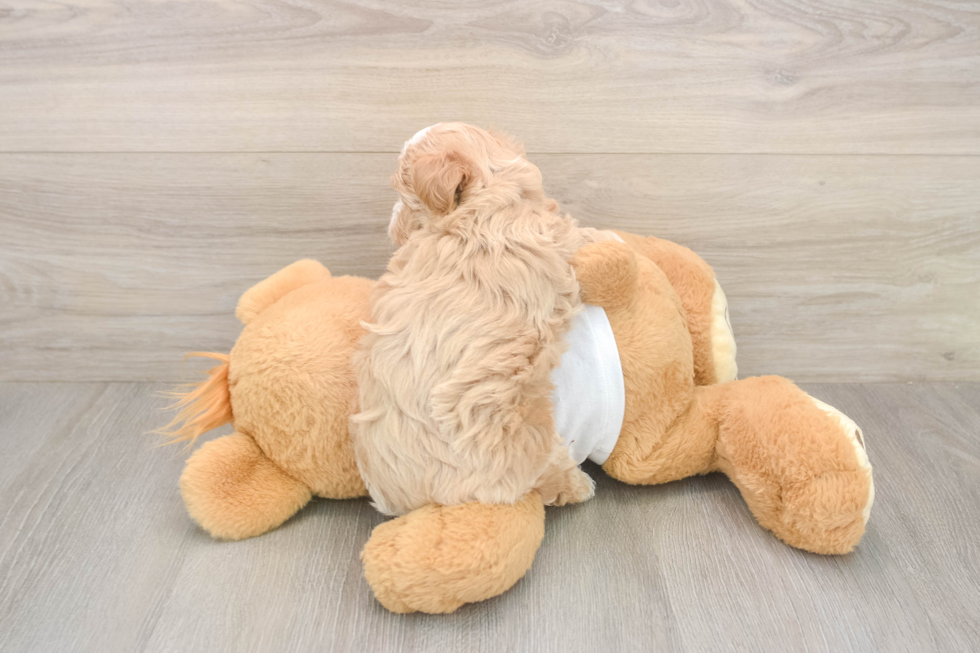 Meet Octavia - our Maltipoo Puppy Photo  2/2 - Simply Southern Pups Energetic Maltepoo Poodle Mix Puppy