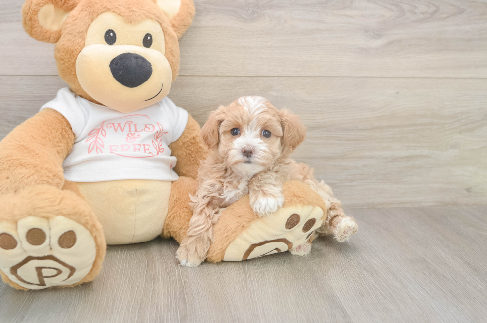 5 week old Maltipoo Puppy For Sale - Simply Southern Pups