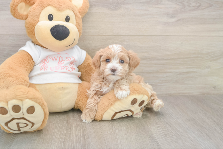 Meet Octavia - our Maltipoo Puppy Photo  1/2 - Simply Southern Pups Best Maltipoo Baby