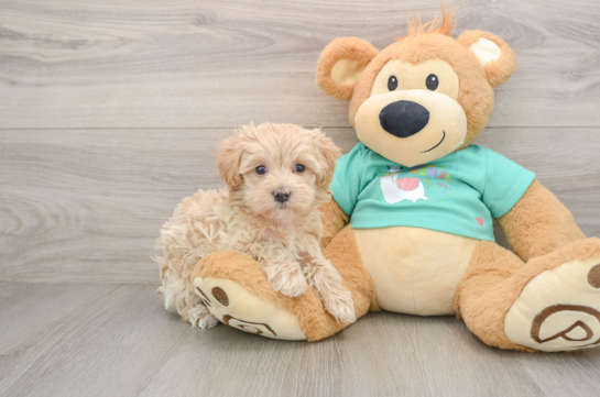 Maltipoo Puppy for Adoption