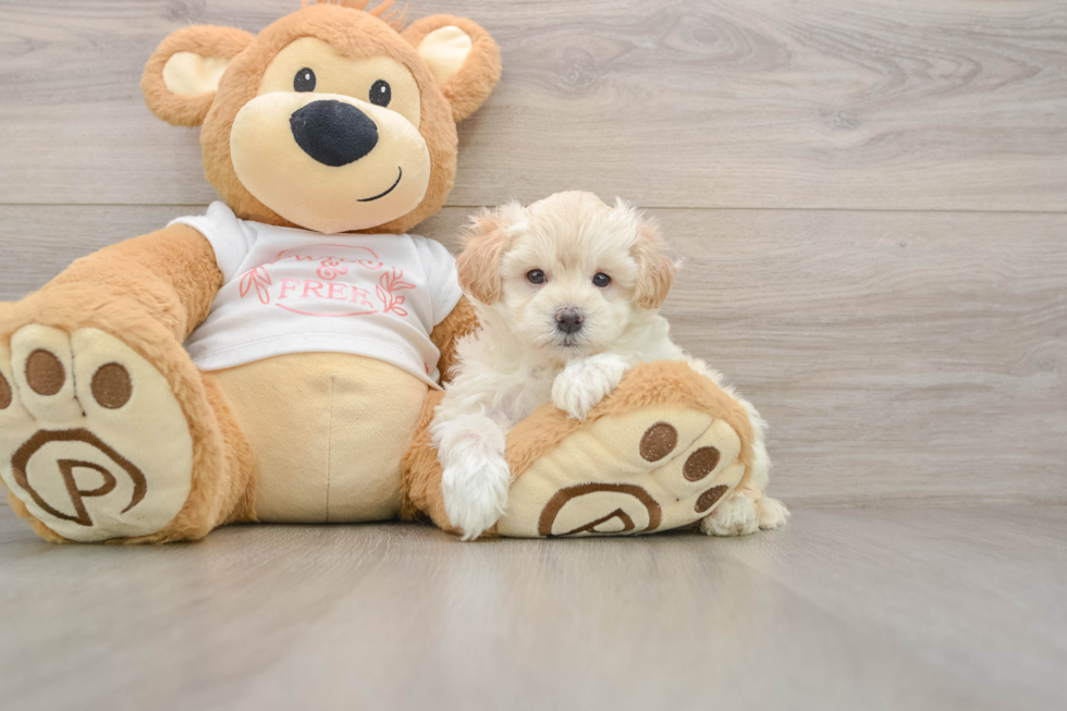 Fluffy Maltipoo Poodle Mix Pup