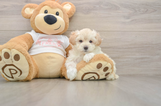 Fluffy Maltipoo Poodle Mix Pup