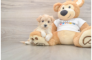 Cute Maltipoo Baby