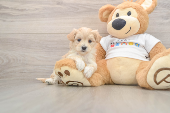 Cute Maltipoo Baby