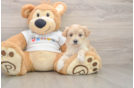 Happy Maltipoo Baby