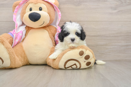 Maltipoo Pup Being Cute
