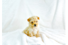 Cute Maltipoo Poodle Mix Pup