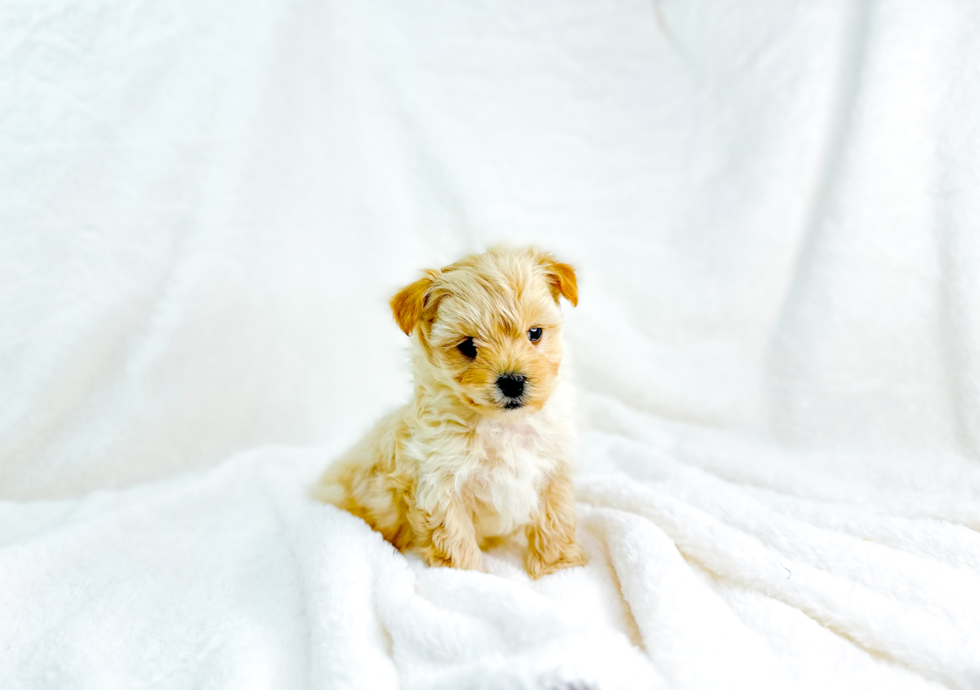 Cute Maltipoo Poodle Mix Pup