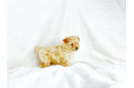 Maltipoo Pup Being Cute