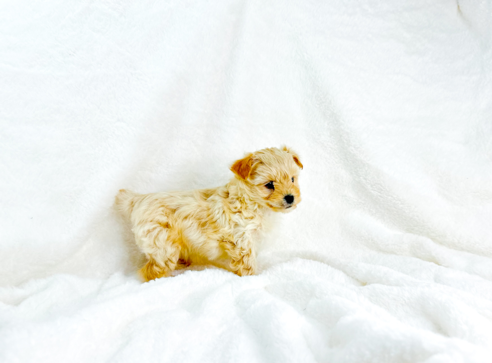 Maltipoo Pup Being Cute