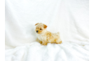 Best Maltipoo Baby