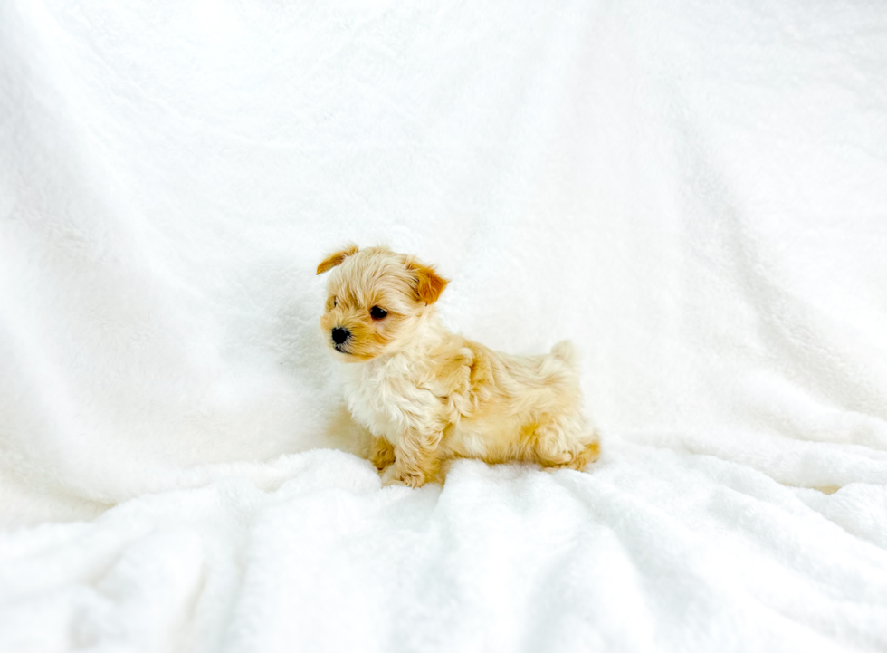 Best Maltipoo Baby