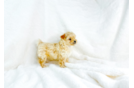 Cute Maltipoo Poodle Mix Pup