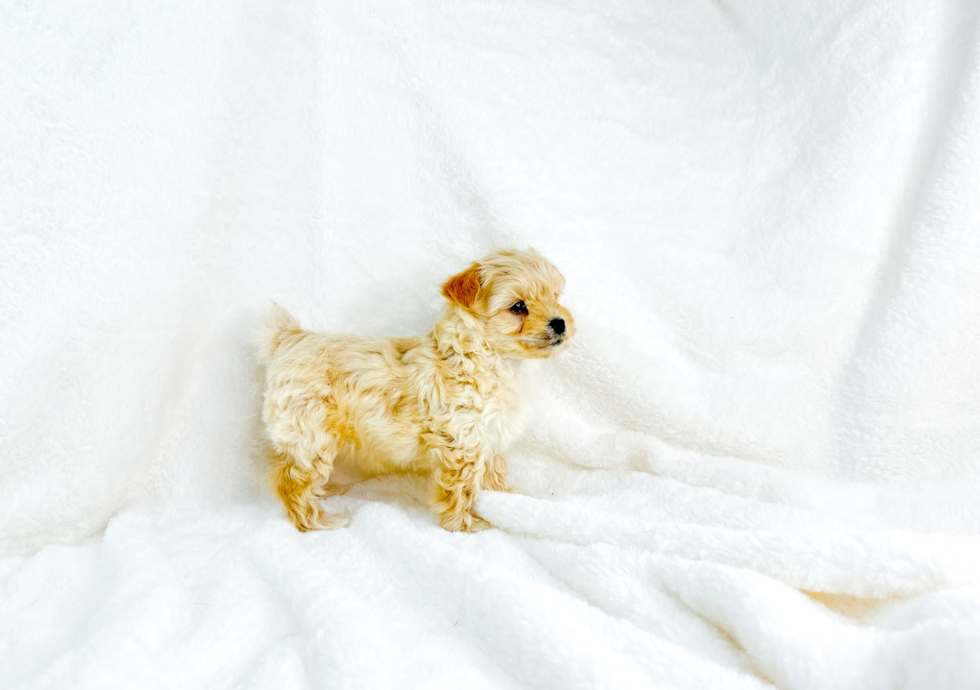 Cute Maltipoo Poodle Mix Pup