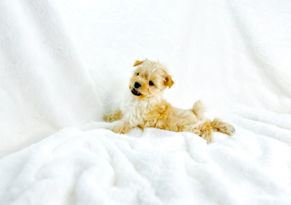 Maltipoo Pup Being Cute