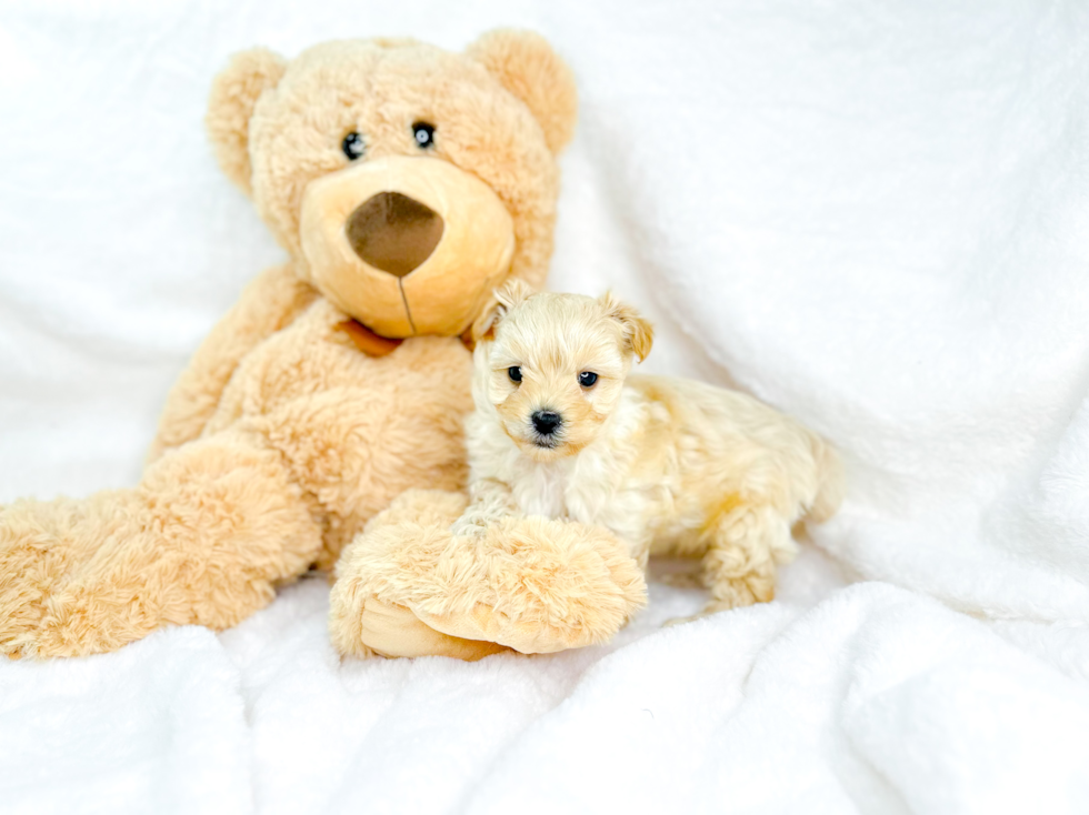 Maltipoo Pup Being Cute