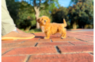 Maltipoo Puppy for Adoption
