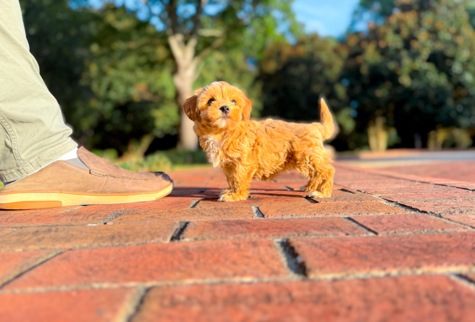 Maltipoo Puppy for Adoption