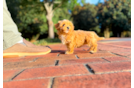 Cute Maltipoo Baby