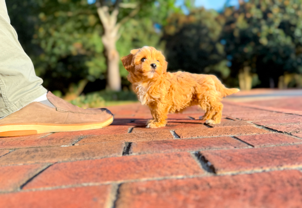 Cute Maltipoo Baby