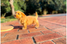 Cute Maltipoo Poodle Mix Pup