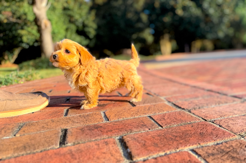 Cute Maltipoo Poodle Mix Pup