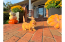 Cute Maltipoo Poodle Mix Pup