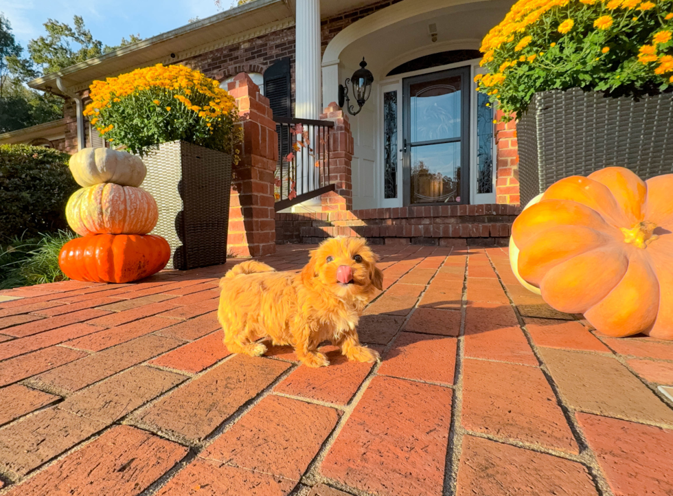 Cute Maltipoo Poodle Mix Pup