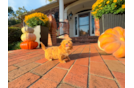 Maltipoo Puppy for Adoption