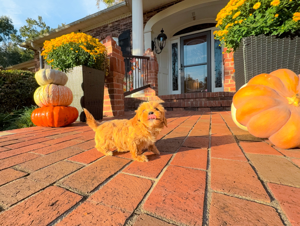 Maltipoo Puppy for Adoption