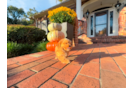 Cute Malt a Poo Poodle Mix Puppy