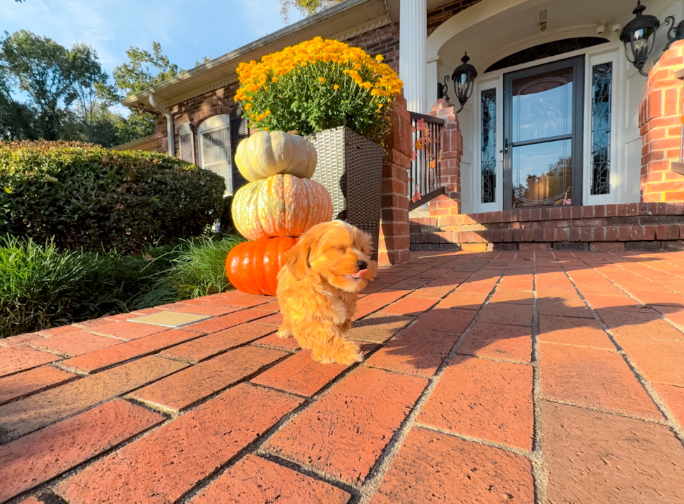 Cute Malt a Poo Poodle Mix Puppy