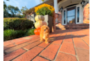 Maltipoo Puppy for Adoption