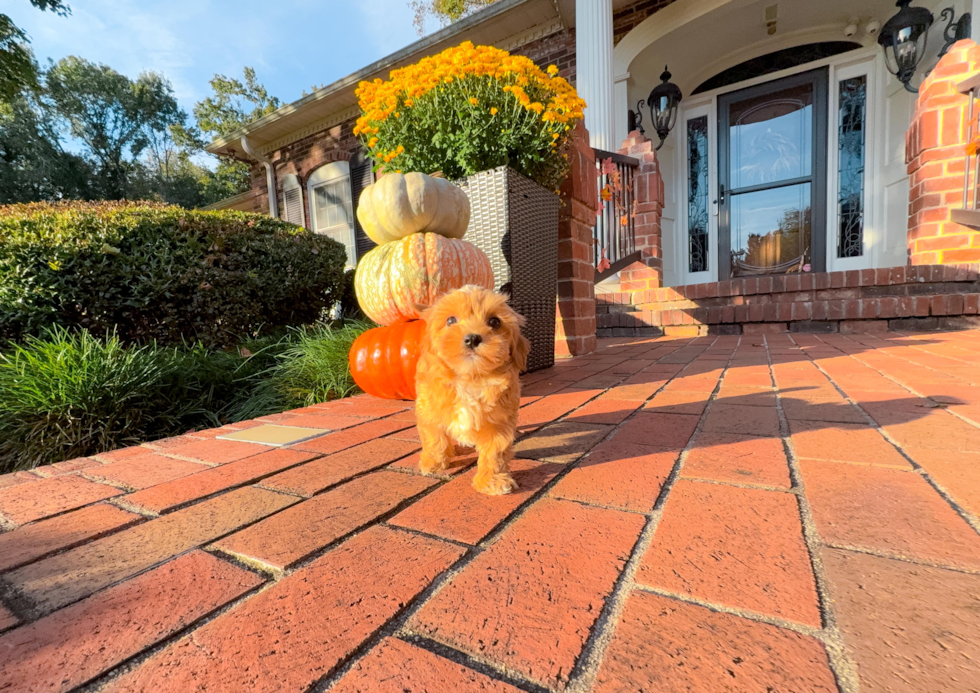 Maltipoo Puppy for Adoption