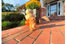 Cute Maltipoo Poodle Mix Pup