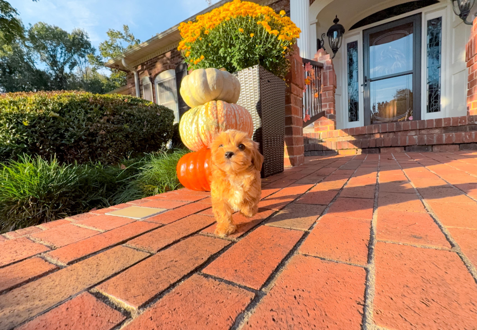 Cute Maltipoo Poodle Mix Pup